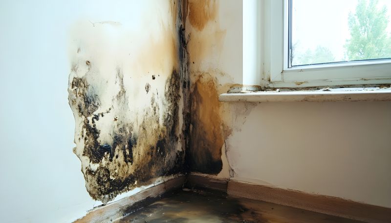 Mold Removal in Broward County, FL