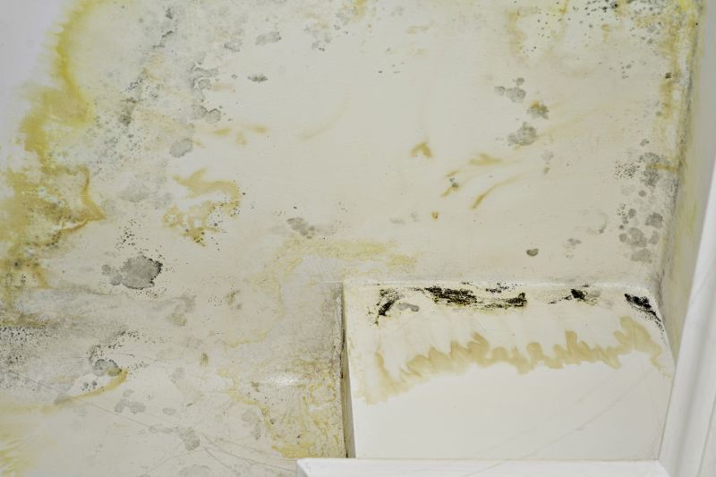 Mold Restoration in Fort Lauderdale, FL