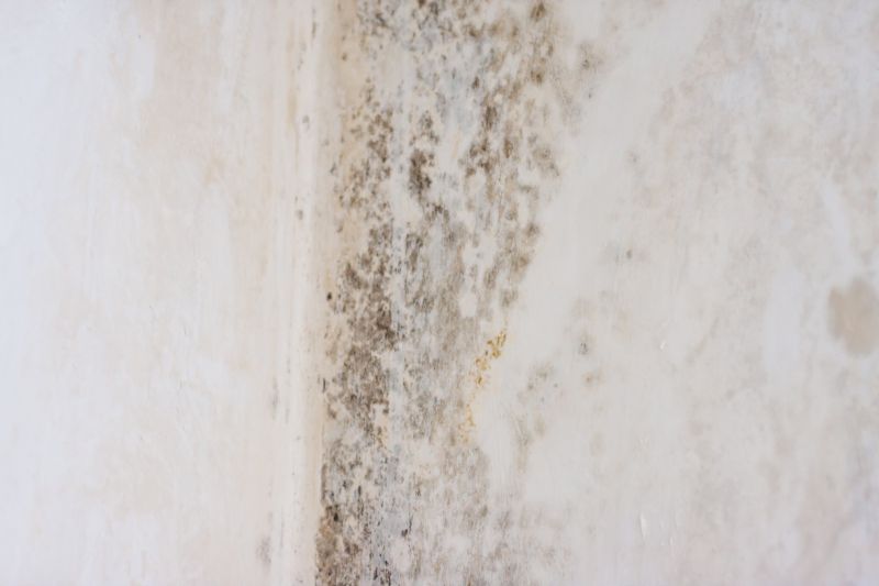 White Mold Mitigation in Broward County, FL