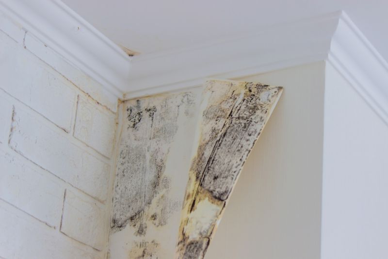 White Mold Mitigation in Frisco, TX